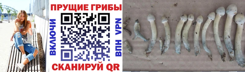 Купить где  Канаш  Псилоцибиновые грибы Cubensis 